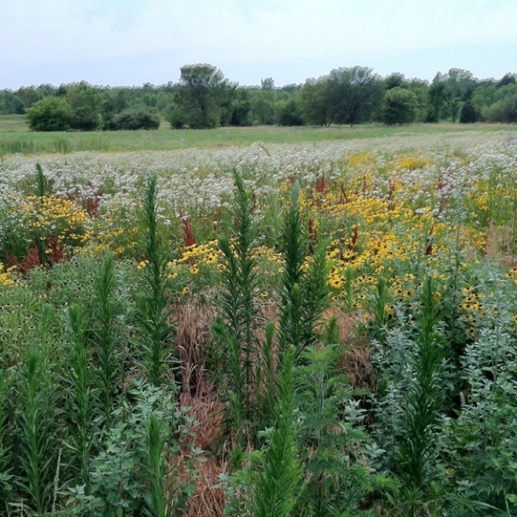 Meet your Posher Linda! - Picture 8 of 16